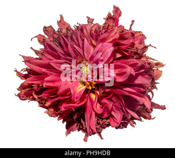 Verdorrte Dahlie (Burgund Farbe). Getrocknete Blumen, Trauer, Emotionen. Schlechte liebe Konzept. Auf weiß isoliert. Stockfoto