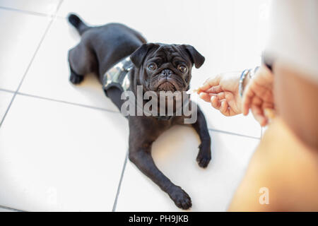 Porträt der Schönen männlichen Mops Welpen Hund vor seinem Besitzer sitzen und seine Hand suchen Stockfoto