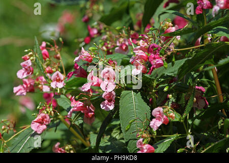 Impatiens glandulifera, Springkraut, Himalayan Balsam im Garten. Impatiens glandulifera Blume Bush outdoor in der Natur. Floralen Muster. Blumen hinterg Stockfoto