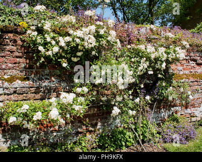 Teil des atemberaubenden Gärten durch den späten John Hedgecoe an seinem Haus erstellt, Oxnead Hall, Norfolk jetzt ein beliebter Ort für Hochzeiten. Stockfoto