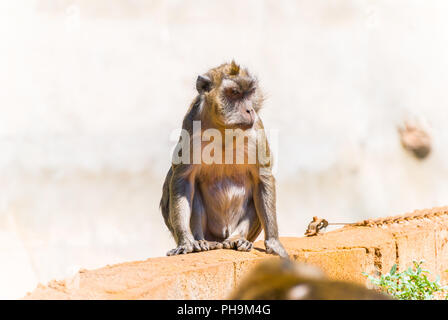 Äffchen, Spanien Stockfoto