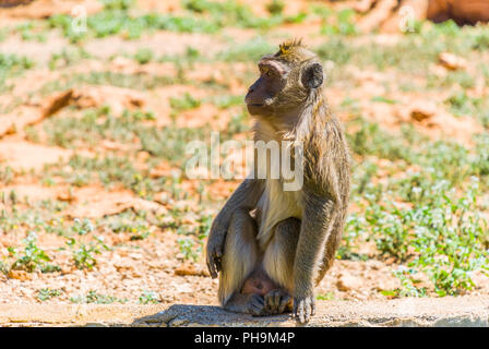 Äffchen, Spanien Stockfoto