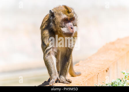 Äffchen, Spanien Stockfoto