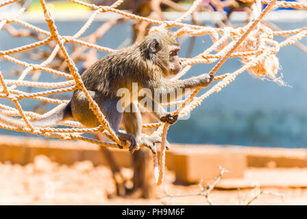 Äffchen, Spanien Stockfoto