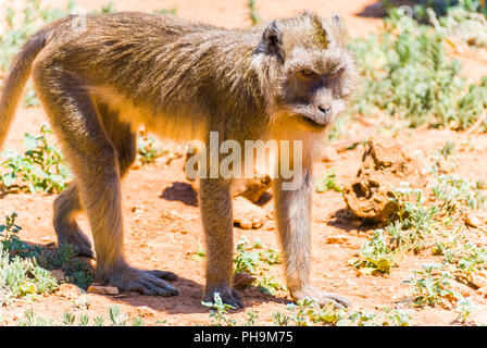 Äffchen, Spanien Stockfoto