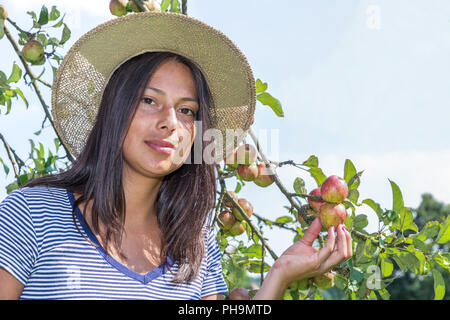 Junge holländische Frau mit Äpfel im Orchard Stockfoto