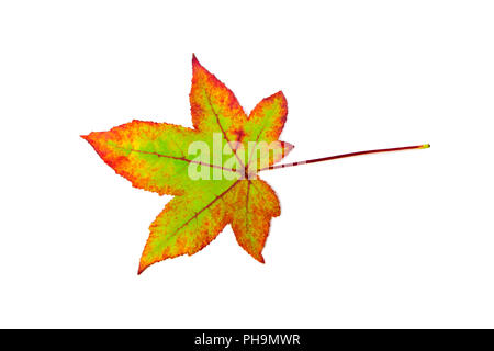 Eine bunte maple leaf im Herbst auf Weiß Stockfoto