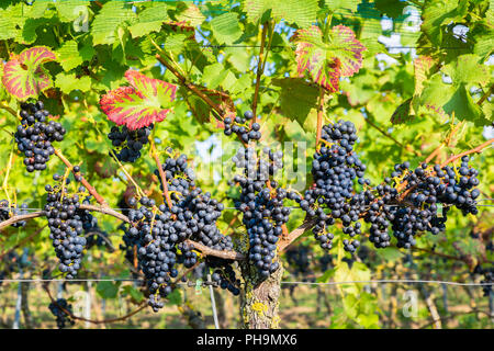 Hängende blaue Trauben im Weinberg Stockfoto