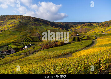 Weinberge in der Nähe von Mayschoss, Rotweinwanderweg, Ahrtal Stockfoto
