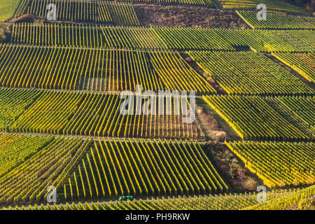 Weinberge in der Nähe von Mayschoss, Rotweinwanderweg, Ahrtal Stockfoto