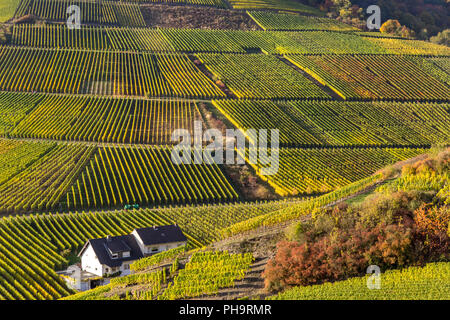 Weinberge in der Nähe von Mayschoss, Rotweinwanderweg, Ahrtal Stockfoto