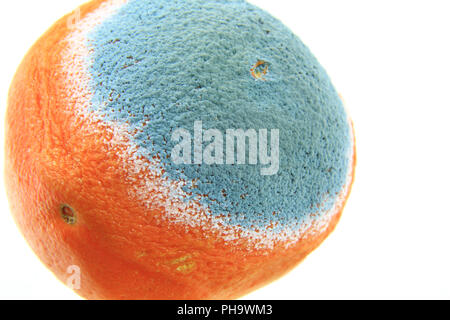 Schimmel auf eine Orange Stockfoto