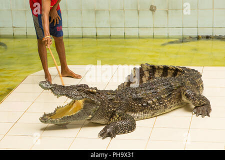 Thailand, Zoo Show der Krokodile bei Crocodile Farm Stockfoto