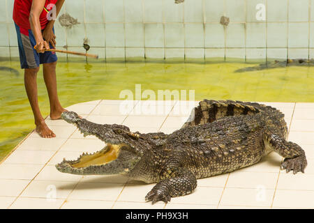 Thailand, Zoo Show der Krokodile bei Crocodile Farm Stockfoto