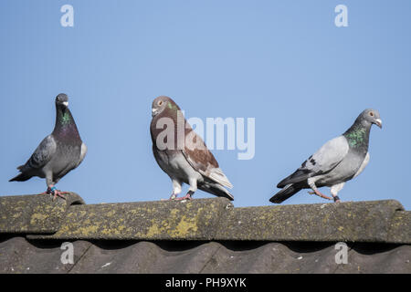 Brieftauben auf einem Dach Stockfoto