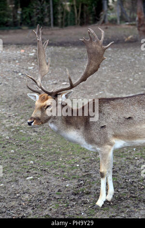 Damwild, Cervus Dama, Stockfoto