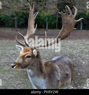 Damwild, Cervus Dama, Stockfoto