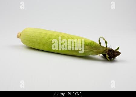 Mais oder Getreide n der Cob, komplett mit Hülsen Stockfoto