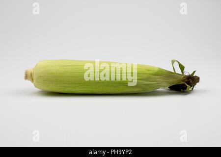 Mais oder Getreide n der Cob, komplett mit Hülsen Stockfoto