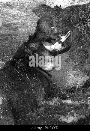 Hippo Stiere werden oft über Gebiet kämpfen, vor allem in der trockenen Jahreszeit weiterkommt und Wasserstellen schrumpfen. Diese Kämpfe können oft langwierig und b Stockfoto