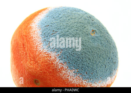 Schimmel auf eine Orange Stockfoto