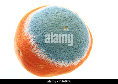 Schimmel auf eine Orange Stockfoto