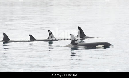 Pod von Orcas Stockfoto