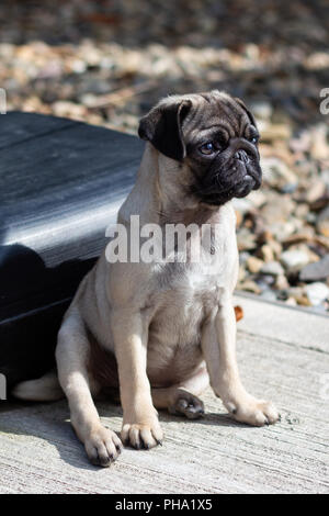 Süße Mops Welpen Sitzen Stockfoto