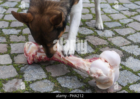 Mongrel Hund frisst bei einer zu großen Knochen. Stockfoto