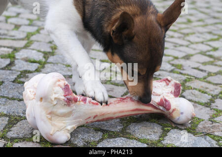 Mongrel Hund frisst bei einer zu großen Knochen. Stockfoto