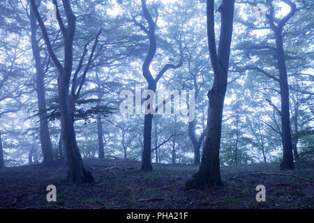 Geheimnisvolle nebligen Wald in der Dämmerung, Witten, Ruhrgebiet, Nordrhein-Westfalen, Deutschland Stockfoto