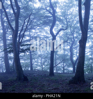 Geheimnisvolle nebligen Wald in der Dämmerung, Witten, Ruhrgebiet, Nordrhein-Westfalen, Deutschland Stockfoto