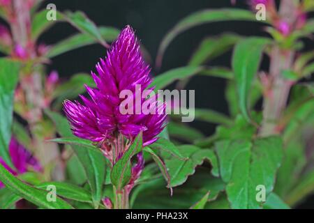 Makro Foto des Cockscomb Blume (Celosia Caracas). Stockfoto