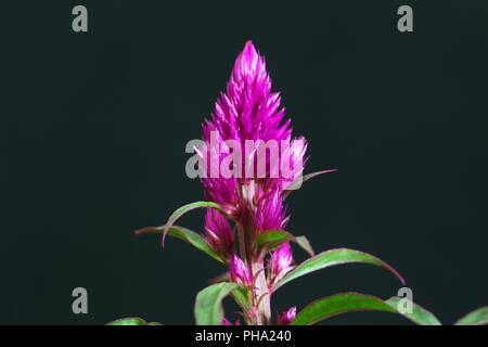 Makro Foto des Cockscomb Blume (Celosia Caracas). Stockfoto