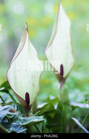 Cuckoo-Pint Blütenstand (Arum maculatum) Stockfoto