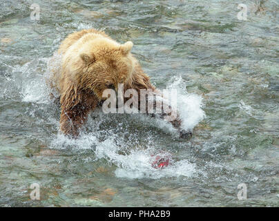 Action Shot von Braunbär läuft nach einem sockeye Lachse in einem Alaskan River Stockfoto