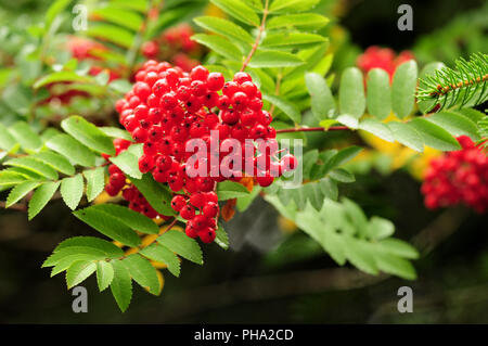 Europäische Rowan oder Berg - Asche Beeren Stockfoto