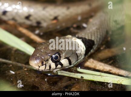 Beringt werden, Schlange, Wasserschlange, Europäischen Ringelnatter Stockfoto