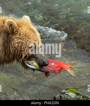 Close up Portrait von Küsten Braunbär (Ursus arctos) mit gelaicht sockeye Lachse im Mund. Stockfoto