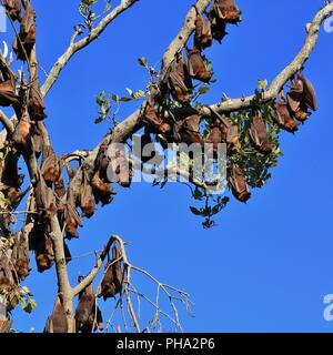 Große Gruppe von flughunde hängen in einem Baum Stockfoto