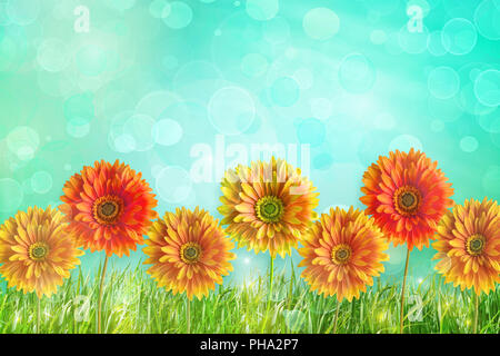 Farbenfrohe Gerbera Blumen Stockfoto