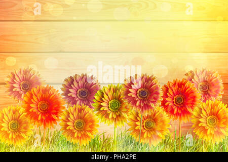 Farbenfrohe Gerbera Blumen Stockfoto