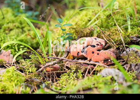 Hydnellum Peckii - Pilz in moosigen Wald Stockfoto