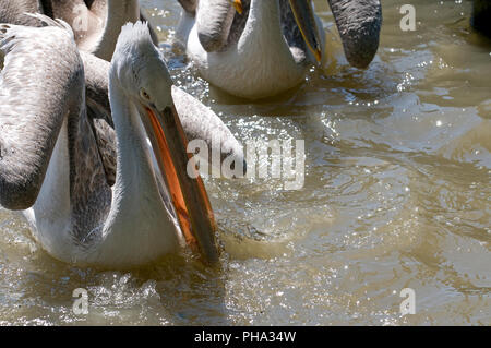 Krauskopfpelikan (Pelecanus crispus) - Angeln Pélican frisé Stockfoto