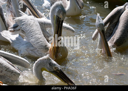 Krauskopfpelikan (Pelecanus crispus) - Angeln Pélican frisé Stockfoto