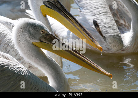 Krauskopfpelikan (Pelecanus crispus) - Portrait Pélican frisé Stockfoto