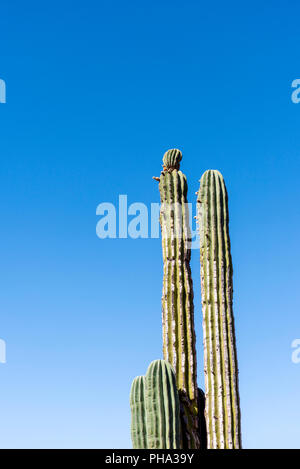 Hohe Saguaro Kaktus gegen einen strahlend blauen Himmel. Stockfoto