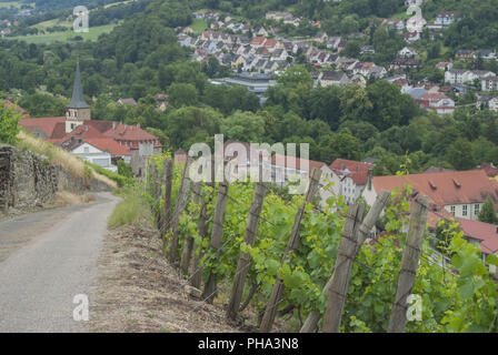Weinberg in Ingelfingen, Baden-Wuerttemberg, Deutschland Stockfoto