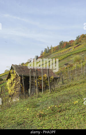 Weinberg in Ingelfingen, Baden-Wuerttemberg, Deutschland Stockfoto