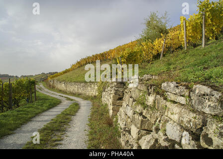 Herbst in den Weinbergen über Ingelfingen, Baden-Württemberg, Deutschland Stockfoto